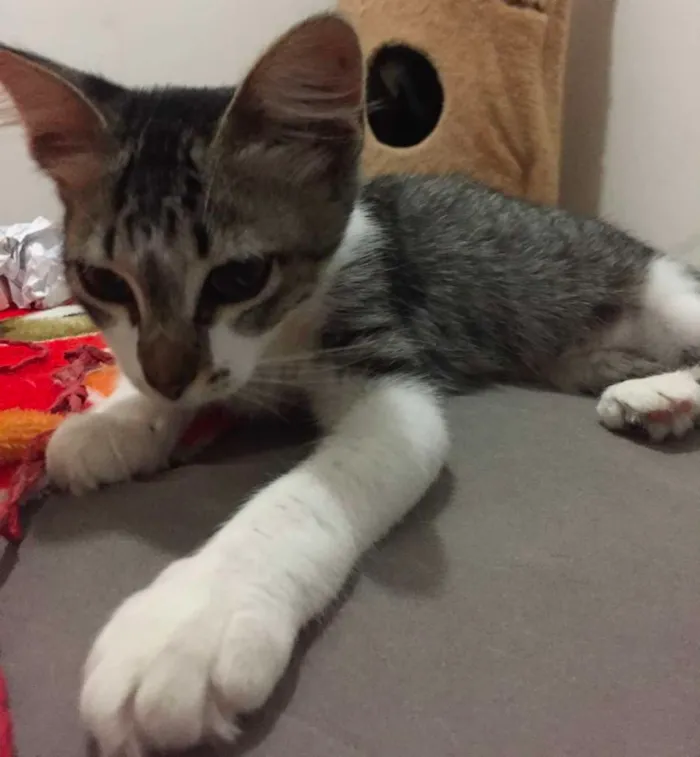 Gato raça SRD idade 2 a 6 meses nome Pedrita