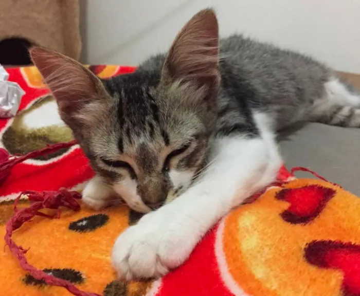 Gato raça SRD idade 2 a 6 meses nome Pedrita