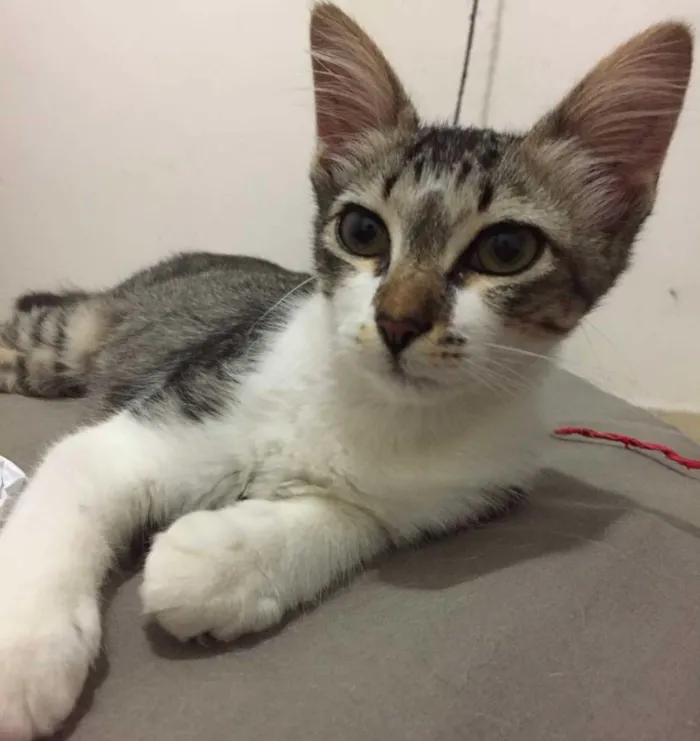 Gato raça SRD idade 2 a 6 meses nome Pedrita