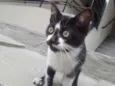 Frajolinha