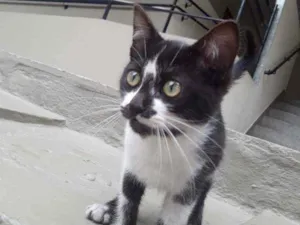 Gato raça Indeterminada idade 2 a 6 meses nome Frajolinha