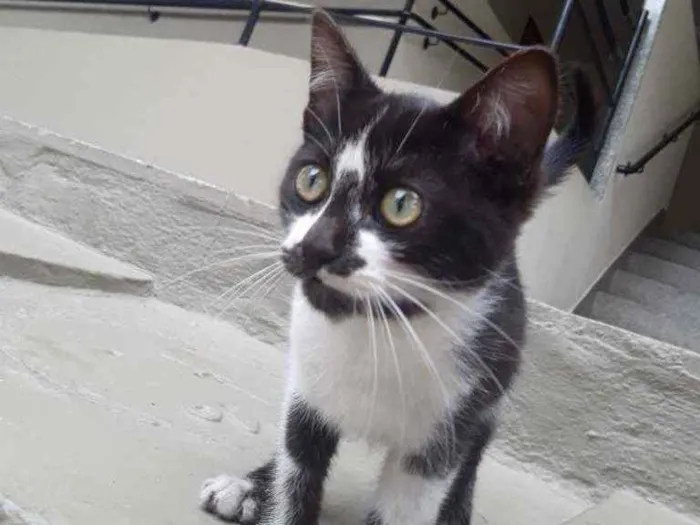 Gato ra a Indeterminada idade 2 a 6 meses nome Frajolinha