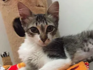 Gato raça SRD idade 2 a 6 meses nome Pedrita