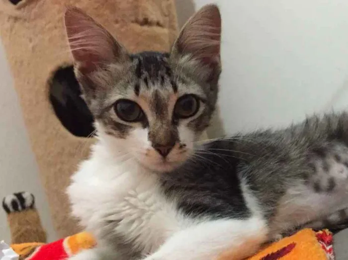 Gato raça SRD idade 2 a 6 meses nome Pedrita