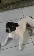 Toby