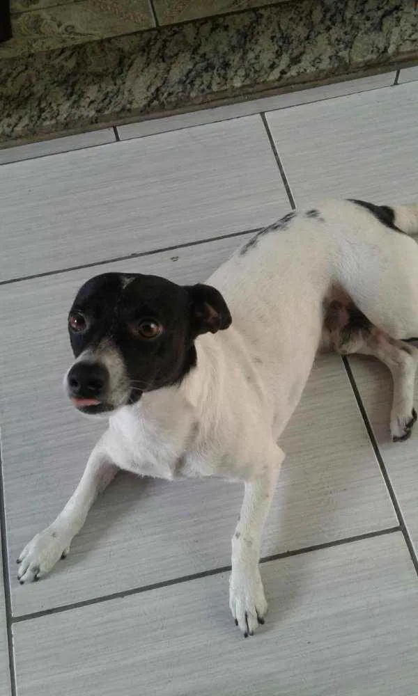 Cachorro ra a Fox paulistinha idade 4 anos nome Toby