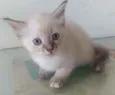Milli