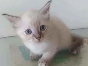 Gato raça Srd idade 2 a 6 meses nome Milli