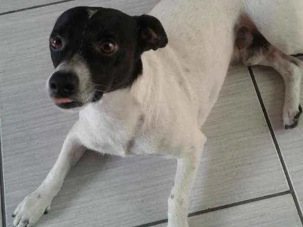 Cachorro ra a Fox paulistinha idade 4 anos nome Toby