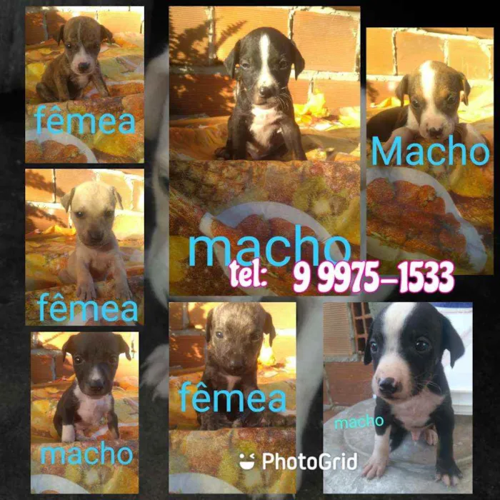 Cachorro raça Srd idade Abaixo de 2 meses nome Filhotes