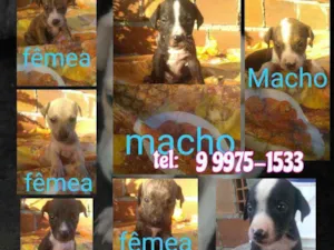 Cachorro raça Srd idade Abaixo de 2 meses nome Filhotes