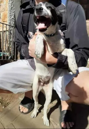 Cachorro raça Viralata idade 7 a 11 meses nome Back