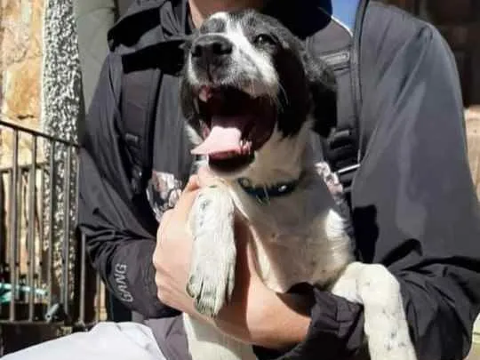 Cachorro raça Viralata idade 7 a 11 meses nome Back