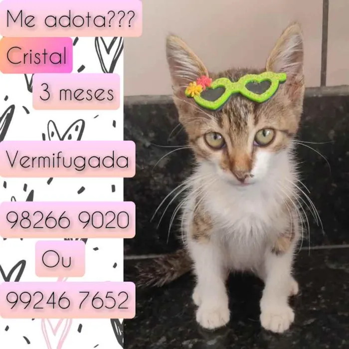 Gato raça SRD idade 2 a 6 meses nome Cristal