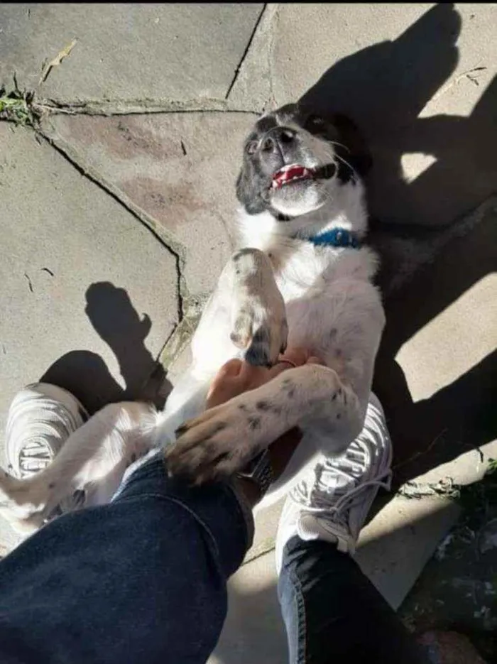 Cachorro raça Viralata idade 7 a 11 meses nome Back