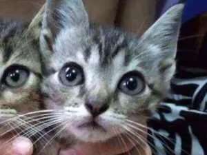 Gato raça Filhote idade 2 a 6 meses nome Tufo