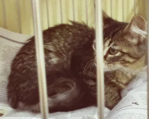 Gato raça SRD-ViraLata idade 2 a 6 meses nome TIGRADA DA ROSE