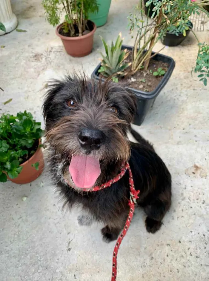 Cachorro raça SRD-ViraLata idade 1 ano nome Trixie