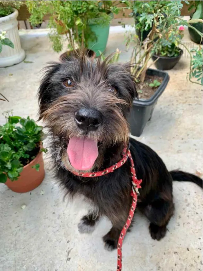 Cachorro raça SRD-ViraLata idade 1 ano nome Trixie