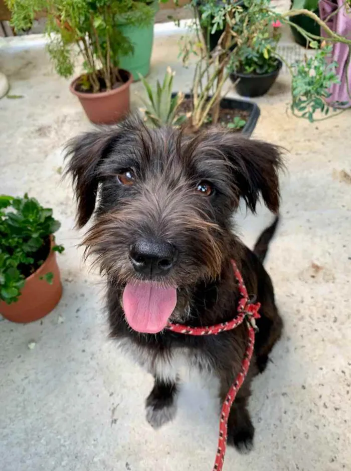 Cachorro raça SRD-ViraLata idade 1 ano nome Trixie