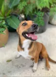 Cachorro raça SRD-ViraLata idade 1 ano nome Betty