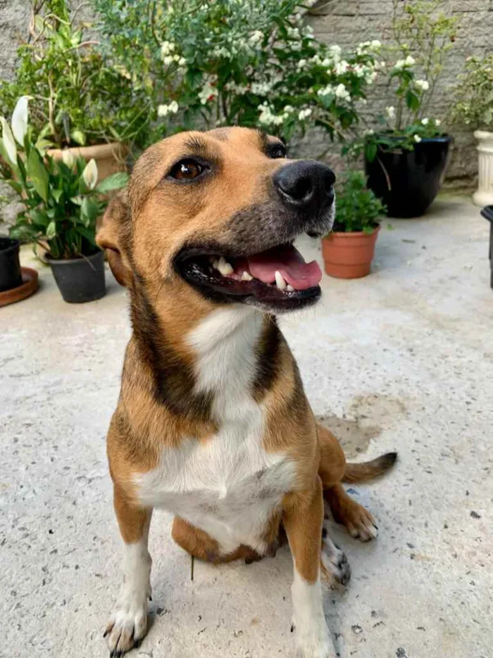 Cachorro raça SRD-ViraLata idade 1 ano nome Betty