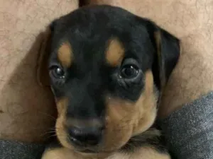 Cachorro raça SRD-ViraLata idade Abaixo de 2 meses nome Pinter