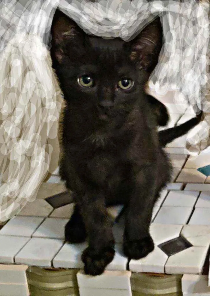 Gato ra a Indefinida idade Abaixo de 2 meses nome Sombra