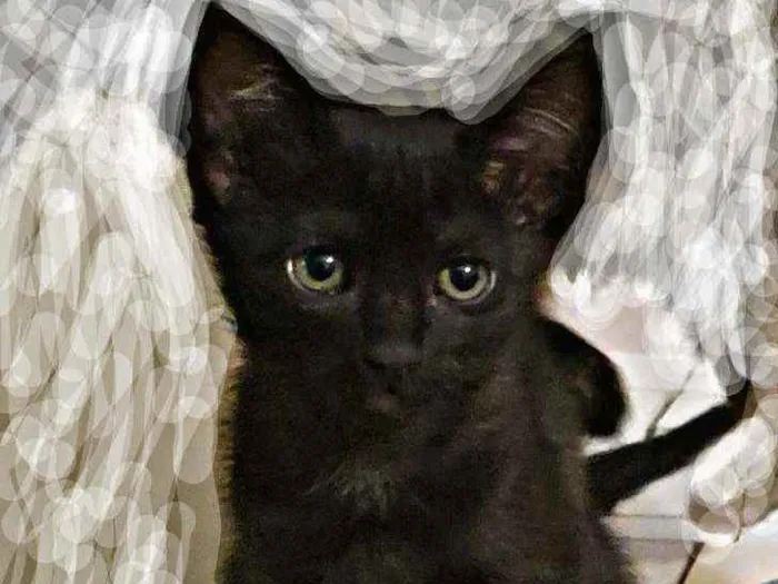 Gato ra a Indefinida idade Abaixo de 2 meses nome Sombra