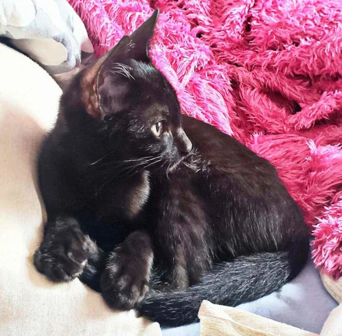 Gato ra a Indefinida idade Abaixo de 2 meses nome Sombra