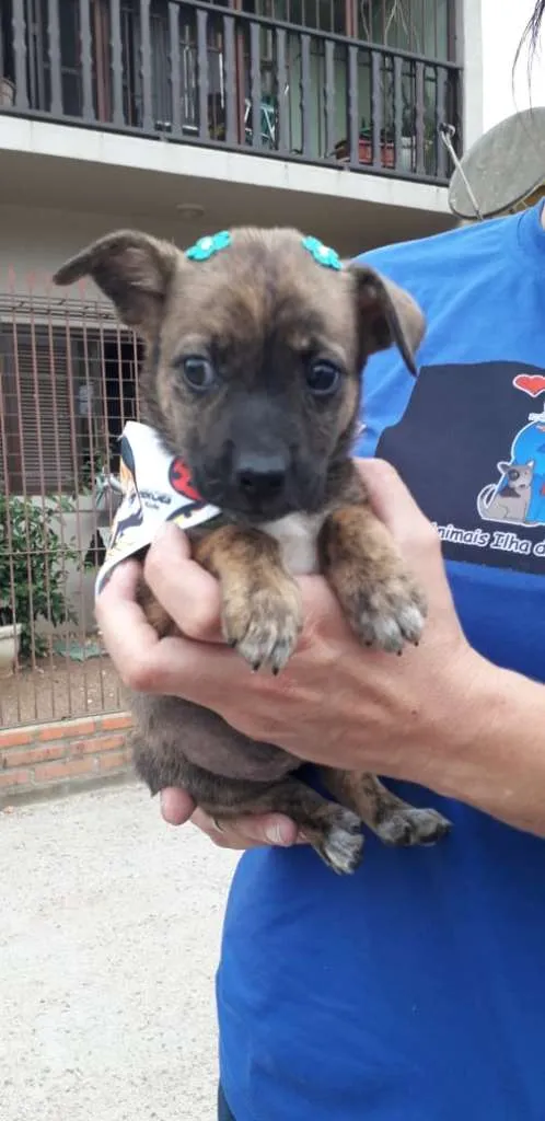 Cachorro ra a SRD-ViraLata idade Abaixo de 2 meses nome Tica