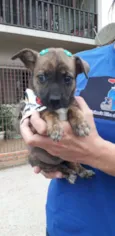 Tica