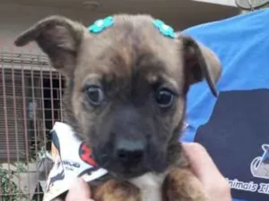 Cachorro raça SRD-ViraLata idade Abaixo de 2 meses nome Tica
