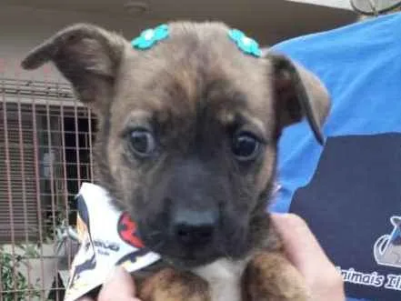 Cachorro ra a SRD-ViraLata idade Abaixo de 2 meses nome Tica