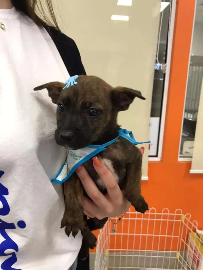Cachorro ra a SRD-ViraLata idade Abaixo de 2 meses nome Bella