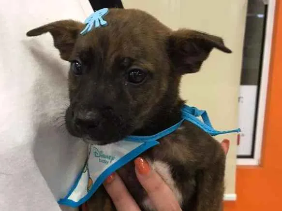 Cachorro ra a SRD-ViraLata idade Abaixo de 2 meses nome Bella