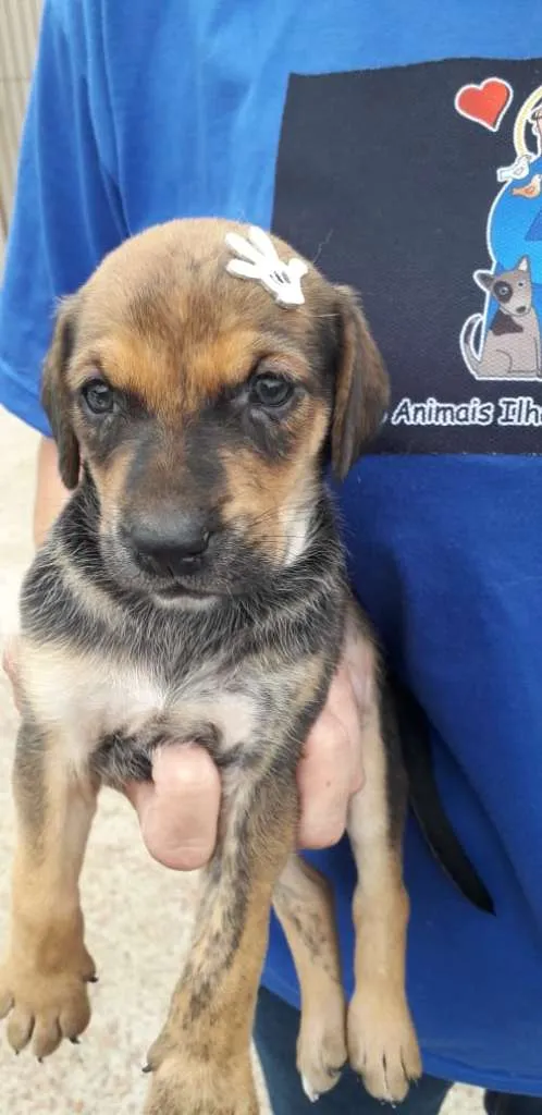 Cachorro ra a SRD-ViraLata idade Abaixo de 2 meses nome Vika