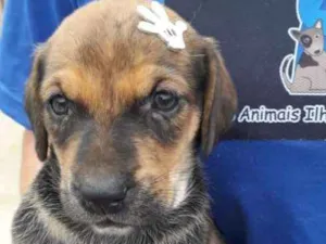 Cachorro raça SRD-ViraLata idade Abaixo de 2 meses nome Vika