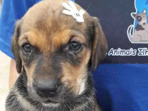 Cachorro ra a SRD-ViraLata idade Abaixo de 2 meses nome Vika
