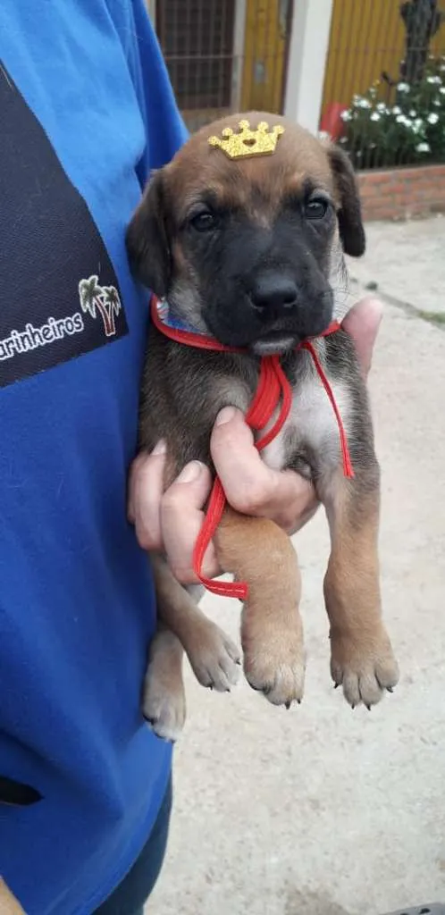 Cachorro ra a SRD-ViraLata idade Abaixo de 2 meses nome Rey