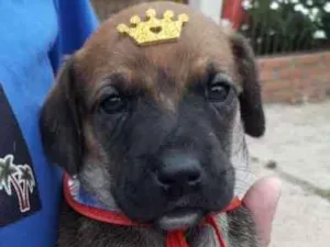 Cachorro raça SRD-ViraLata idade Abaixo de 2 meses nome Rey