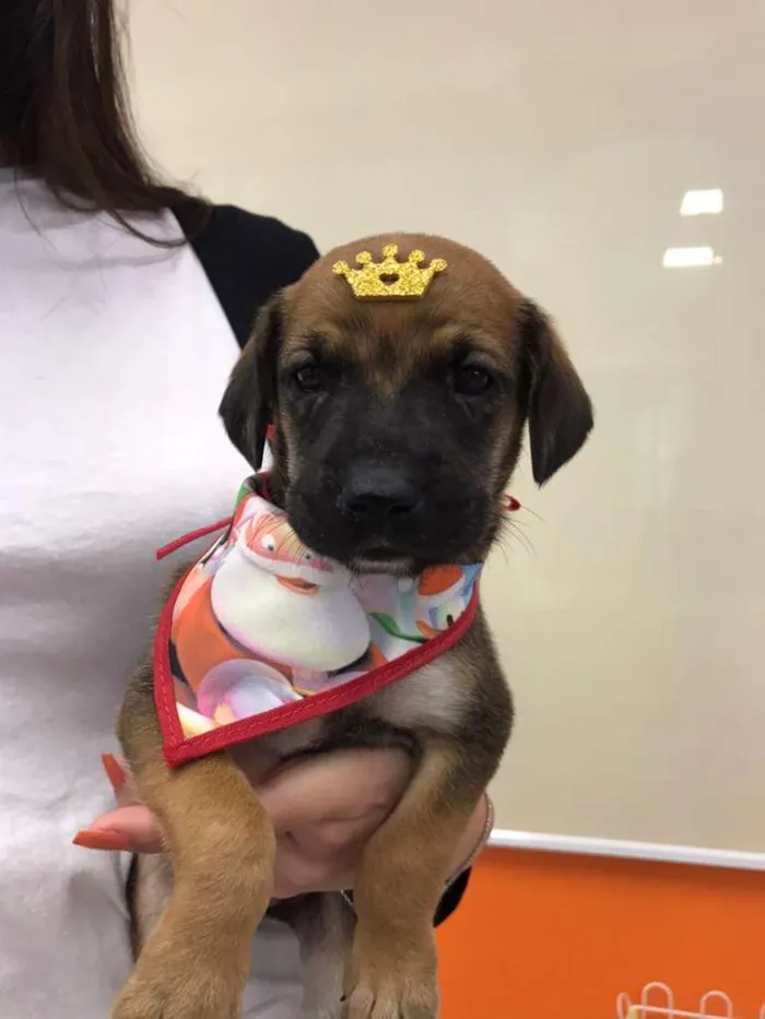 Cachorro ra a SRD-ViraLata idade Abaixo de 2 meses nome Scott