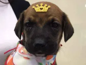 Cachorro raça SRD-ViraLata idade Abaixo de 2 meses nome Scott