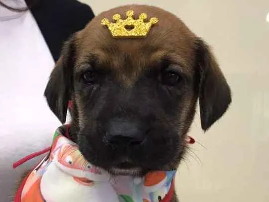 Cachorro ra a SRD-ViraLata idade Abaixo de 2 meses nome Scott