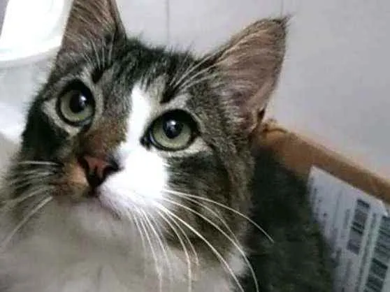 Gato ra a Srd idade 7 a 11 meses nome Beny