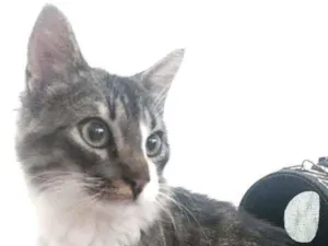 Gato raça Srd idade 7 a 11 meses nome Beny