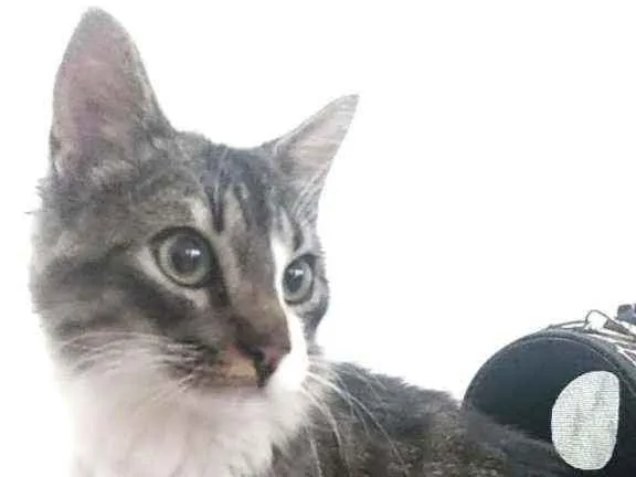 Gato ra a Srd idade 7 a 11 meses nome Beny