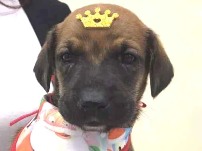 Cachorro ra a SRD-ViraLata idade Abaixo de 2 meses nome Scott