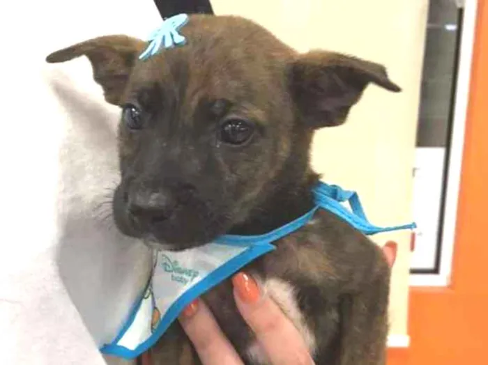 Cachorro ra a SRD-ViraLata idade Abaixo de 2 meses nome Bella