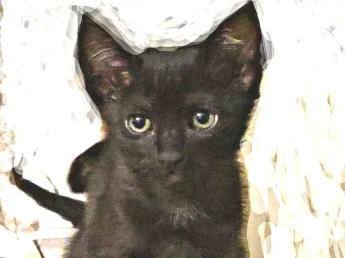 Gato ra a Indefinida idade Abaixo de 2 meses nome Sombra